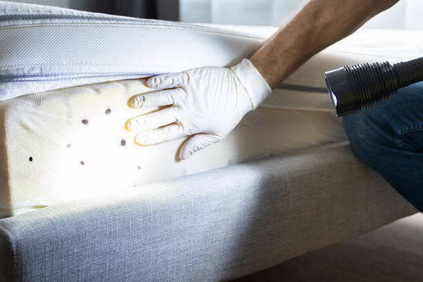 Best Bed Bug Extermination  in Lake Pocotopaug, CT