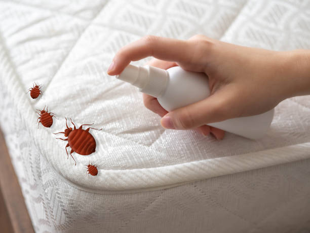 Best Termite Control Services  in Lake Pocotopaug, CT