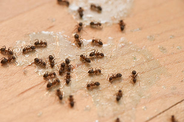 Best Affordable Pest Control Services  in Lake Pocotopaug, CT