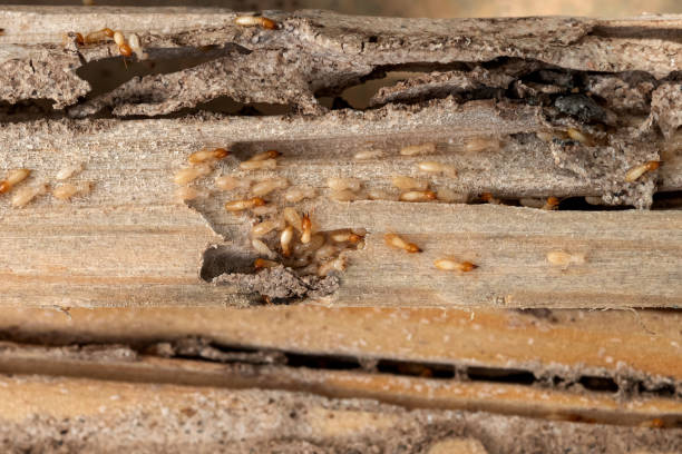 Best Pest Prevention Services  in Lake Pocotopaug, CT